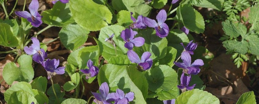 Viola odorata, Maarts viooltje