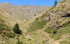 Kars Veling Pyreneeen - primair