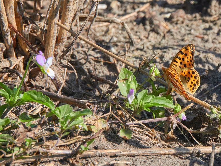 Kleine parelmoervlinder op driekleurig viooltje op de akker Hallerlaak