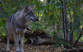 Mark Zekhuis Wolf