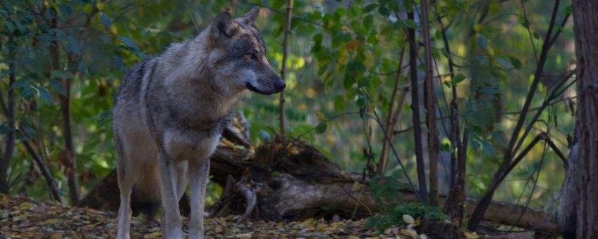Wolf