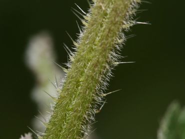 De brandharen van de grote brandnetel hebben een hard topje dat afbreekt. Het scherpe randje veroorzaakt een wondje waar bijtend vocht in wordt gespoten