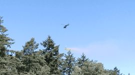 Verspreiding schelpengruis met helikopter