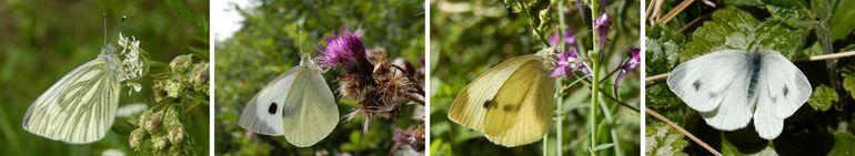 De vier koolwitjes die je in Nederland kan zien. Van links naar rechts:.klein geaderd witje, groot koolwitje, klein koolwitje en scheefbloemwitje