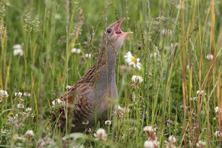 Een roepende kwartelkoning is één van de mooiste natuurgeluiden van Nederland