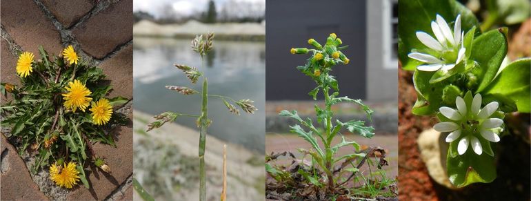 Van links naar rechts: Paardenbloem, Straatgras, Klein kruiskruid en Vogelmuur