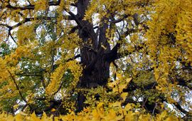 Herfstpracht van de Ginkgo in de Leidse Hortus