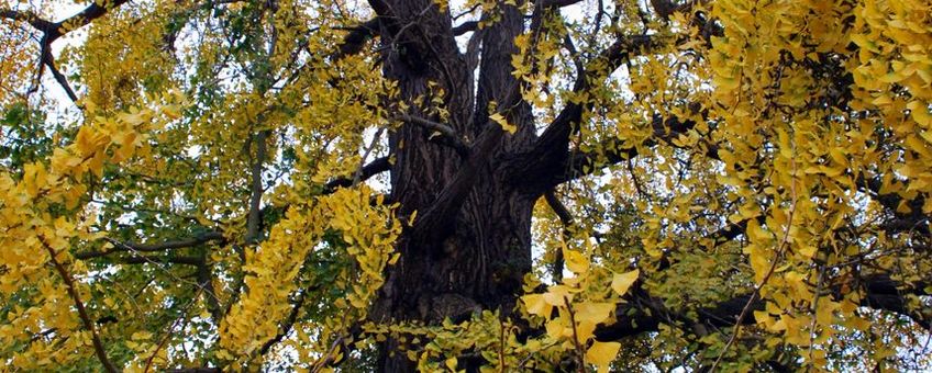 Herfstpracht van de Ginkgo in de Leidse Hortus