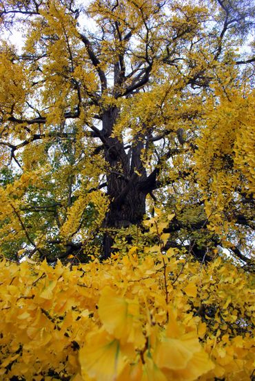 Herfstpracht van de Ginkgo in de Leidse Hortus