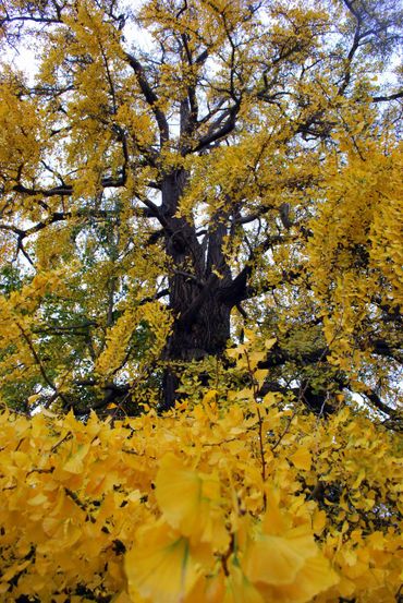 Herfstpracht van de Ginkgo in de Leidse Hortus