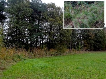 Potentieel leefgebied van het bont dikkopje in Het Groene Woud, met de waardplant hennegras