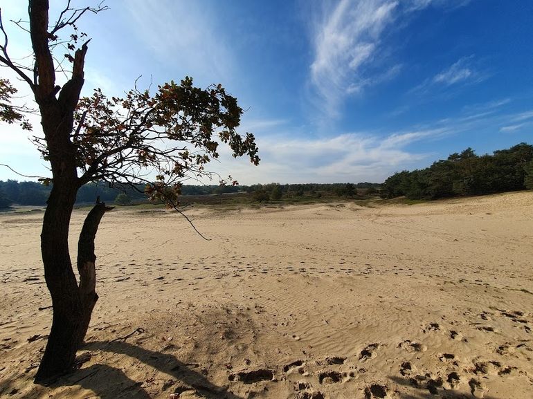 Loonse en Drunense duinen