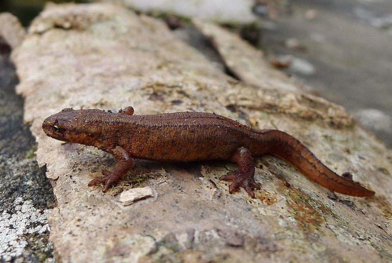 De kleine watersalamander trekt weer naar het water