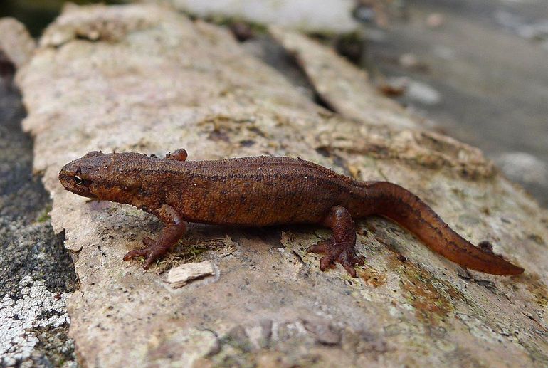 Kleine watersalamanders verlaten nu het water en gaan het land op