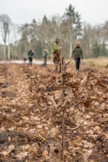 Jonge aanplant