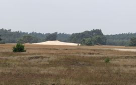 Kootwijkerzand