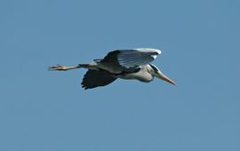 Blauwe reiger