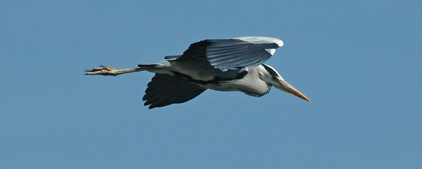 Blauwe reiger