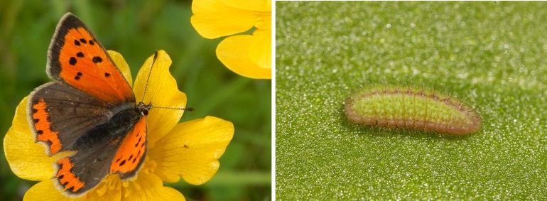 Vlinder en rups van de kleine vuurvlinder