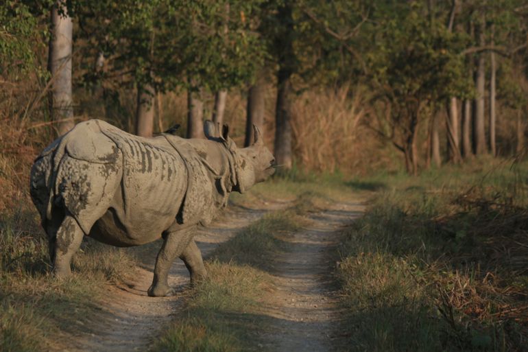 Indische neushoorn in Nepal