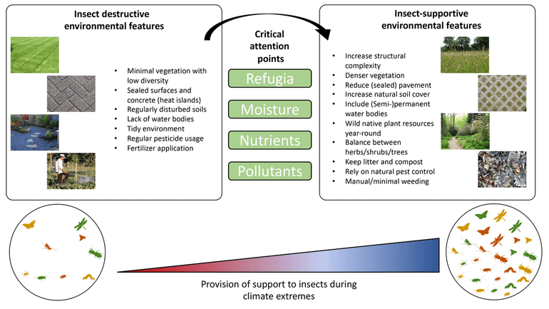 Local environmental characteristics can either harm or benefit insects (left panel), especially when insects are exposed to climatic extremes such as droughts and heatwaves. Ecologically targeted management strategies (right panel) can help insects to adapt to climate change and other human-caused environmental problems