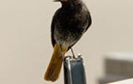 harveyvandiek zwarte_roodstaart