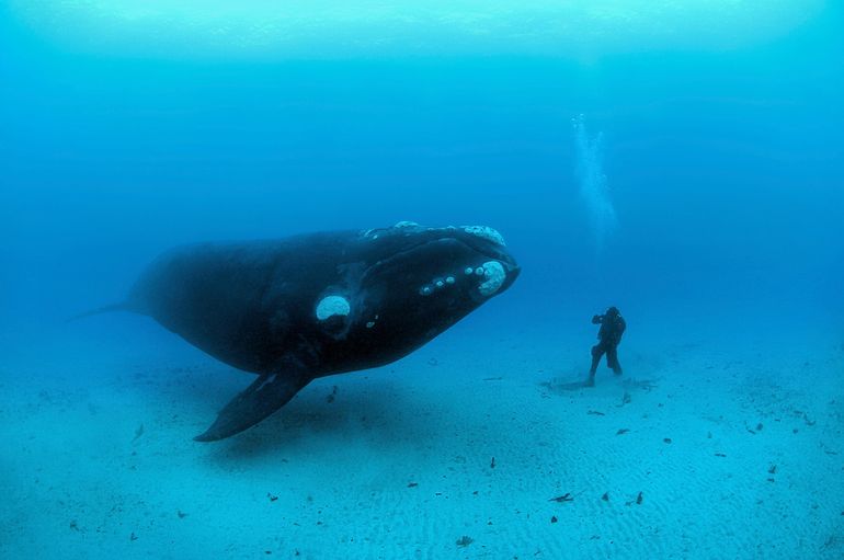 Walvis met duiker