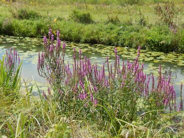 Oevers kunnen bloemrijk zijn met veel biodiversiteit