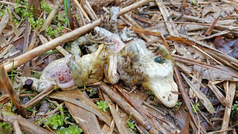 Hoopjes gepredeerde amfibieën of resten daarvan veroorzaakt door bruine rat