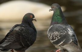 Columba livia f domestica. Stadsduif. Amsterdam, Beatrixpark