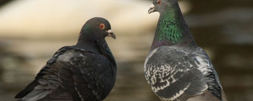 Columba livia f domestica. Stadsduif. Amsterdam, Beatrixpark