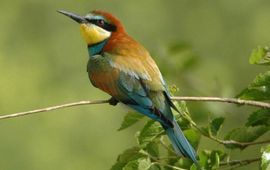 Merops apiaster. Bijeneter