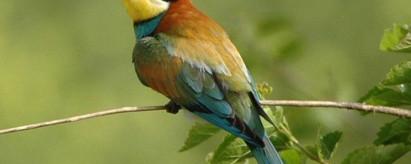 Merops apiaster. Bijeneter