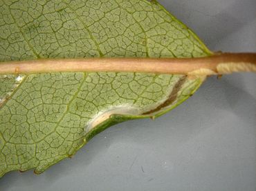 Popkamer in omgeslagen bladrand