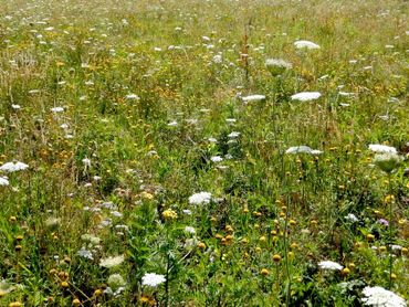 Het gaat om inheems bloemrijk grasland, dus meer ingetogen dan sommige uitheemse eenjarige akkerranden