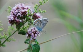 Common blue buttefly Polymmatus icarus. one of the most common blue owls with rapidly declining populations.