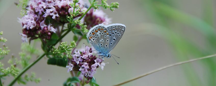 Common blue buttefly Polymmatus icarus. one of the most common blue owls with rapidly declining populations.