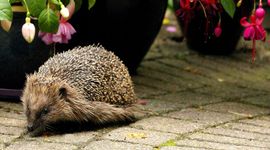 Egel in de tuin