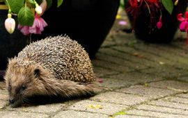 Egel in de tuin
