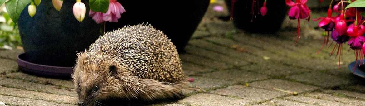 Egel in de tuin