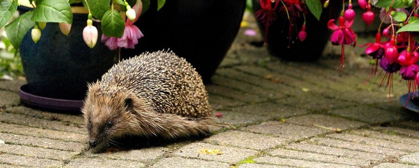 Egel in de tuin