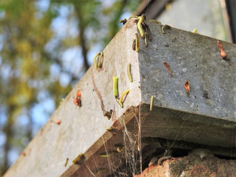 Verschillende soorten rupsen op een muur