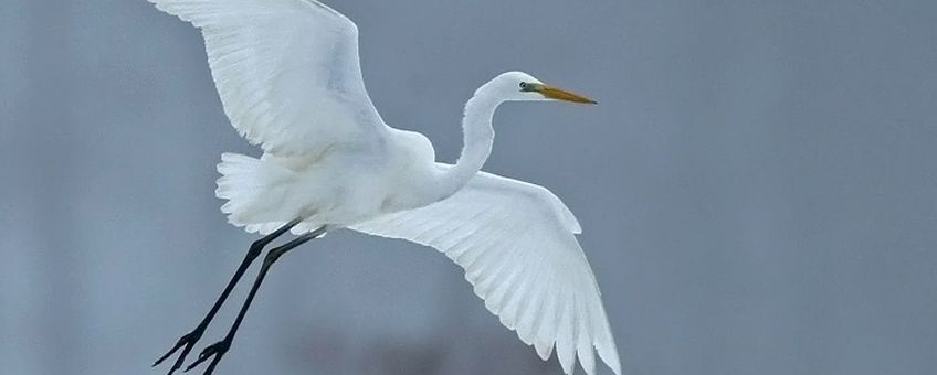 Grote Zilverreiger Groesbeek