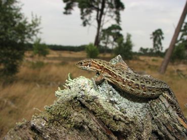 Een wat lastiger geval: een levendbarende hagedis met oogvlekjes