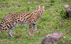 Dirk Froebel (Wikimedia Commons) Serval