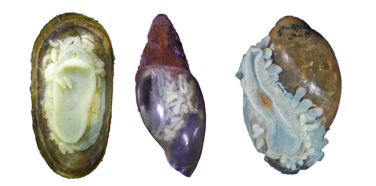 Geconserveerde exemplaren van de Ovale kapslak (Acroloxus lacustrus), de Slaapslak (Aplexa hypnorum) en de Bron-blaashoren (Physa fontinalis) met daarin exemplaren van de Slakkenroofworm (Chaetogaster limnaei) 