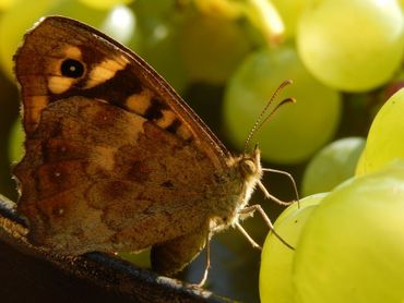 Bont zandoogjes kun je ook vinden op rottend fruit