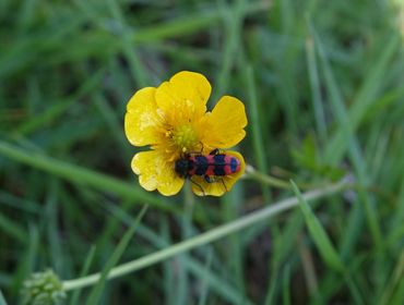 De behaarde bijenwolf is vaak te vinden op bloemen