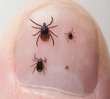 De vier verschillende verschijningsvormen van de teek. Rechtsonder het larfje, rechtsboven de nimf, linksonder het volwassen mannetje en linksboven het volwassen vrouwtje