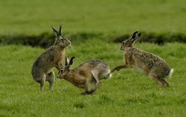 Lepus europaeus. Haas